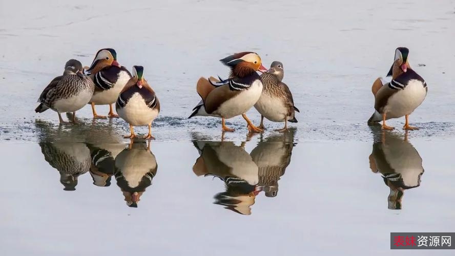 中华武术《九转连环鸳鸯腿》分享