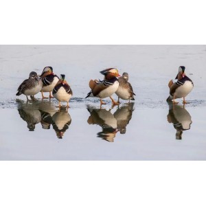 中华武术《九转连环鸳鸯腿》分享