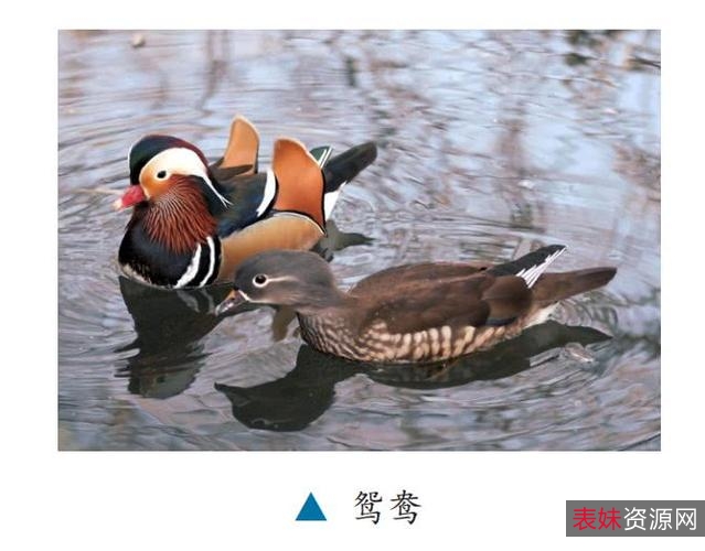 中华武术《九转连环鸳鸯腿》分享