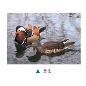 中华武术《九转连环鸳鸯腿》分享