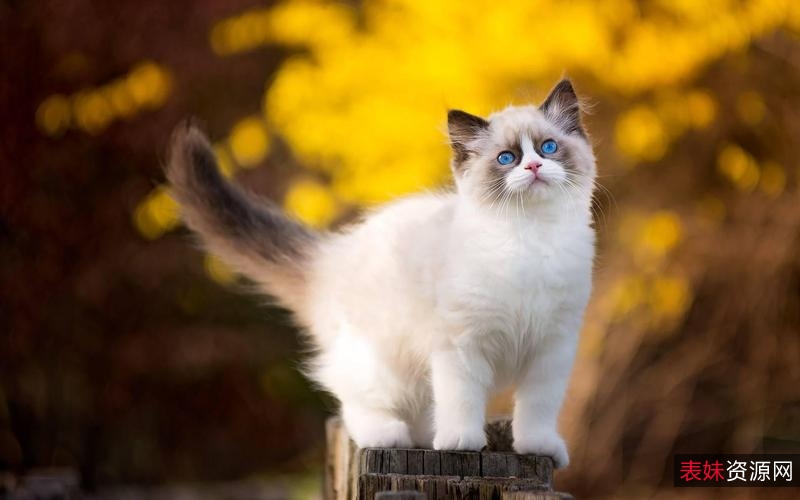 「[Windows]+喵切+3.0+一款下拉猫咪，就能切换壁纸」