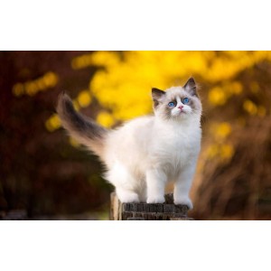 「[Windows]+喵切+3.0+一款下拉猫咪，就能切换壁纸」