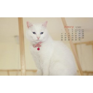 「[Windows]+喵切+3.0+一款下拉猫咪，就能切换壁纸」