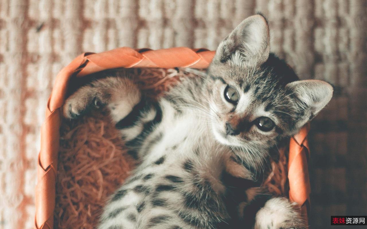 「[Windows]+喵切+3.0+一款下拉猫咪，就能切换壁纸」