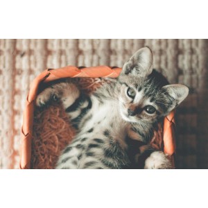 「[Windows]+喵切+3.0+一款下拉猫咪，就能切换壁纸」